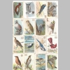 Blanche-Berkey_Youth_Letters-Bird-Cards_01.jpg
