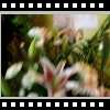 Funeral_Blanche-Mericle_Phetteplace-Gregg-Flowers_01-07-2014_001.wmv