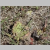 Richland-Twp-Cemetery-cactus-growing-wild_DSC02806.JPG
